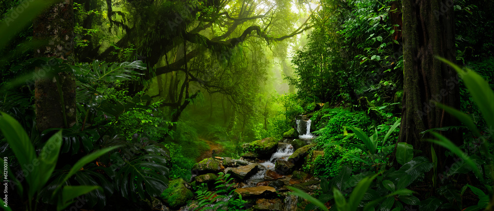 Rainforest